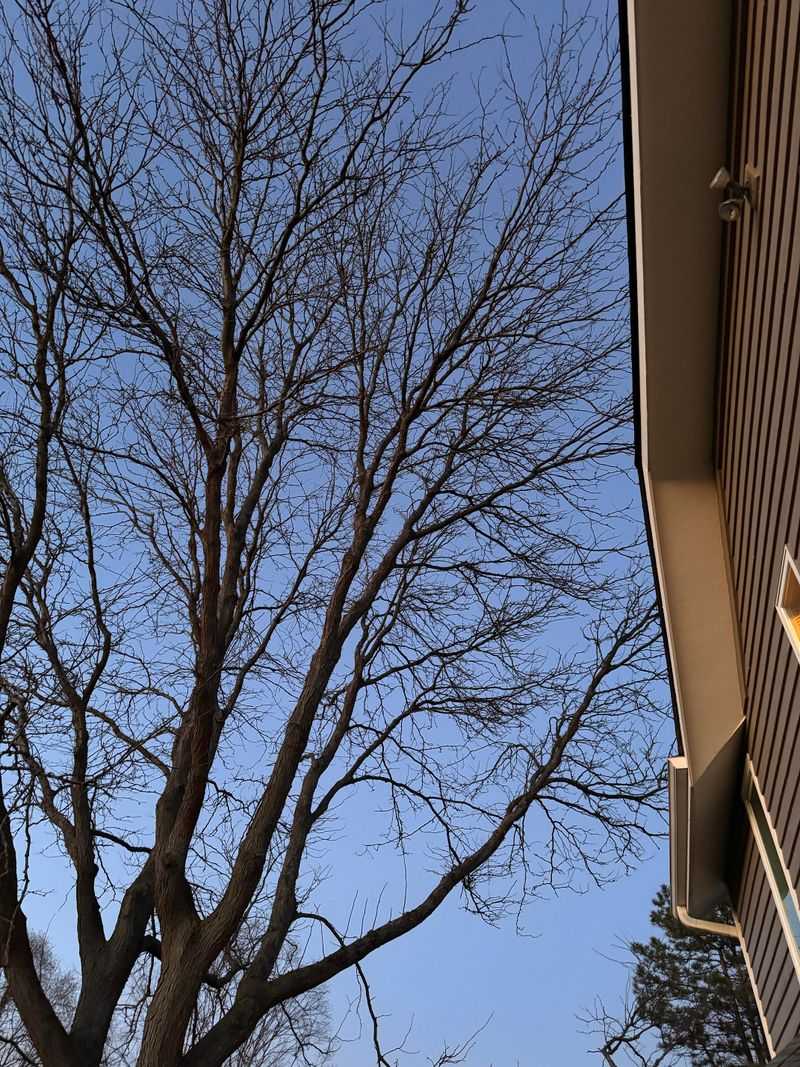 Trim Branches Near The House To Block Attic Access Trim Branches Near The House To Block Attic Access