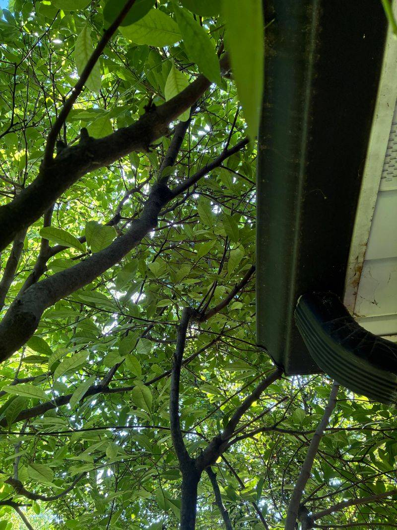 Trim Branches Near The House To Keep Squirrels Out Of The Attic