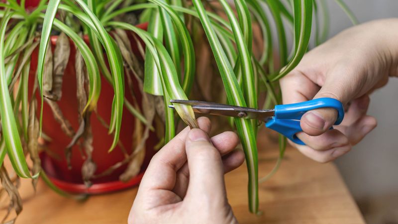 Trim Brown Or Damaged Leaves At The Base Trim Brown Or Damaged Leaves At The Base