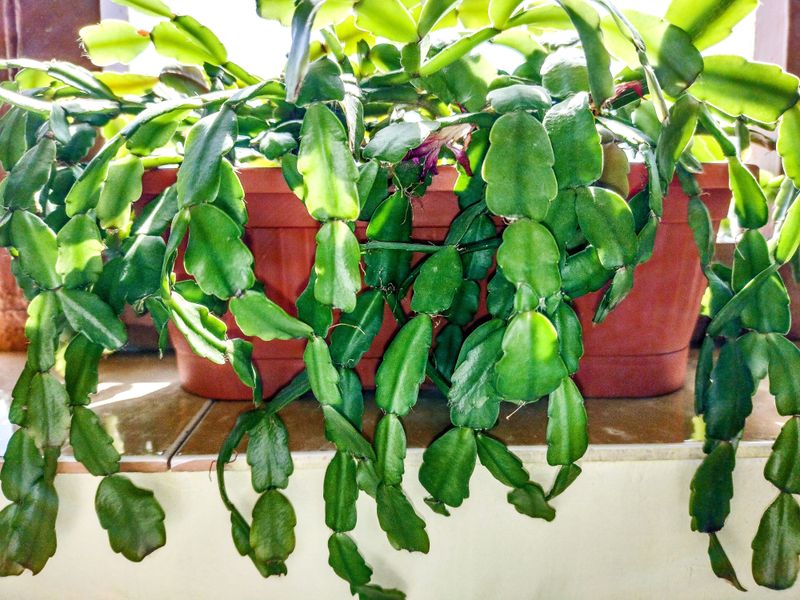 Trim Damaged Parts And Repot Trim Damaged Parts And Repot