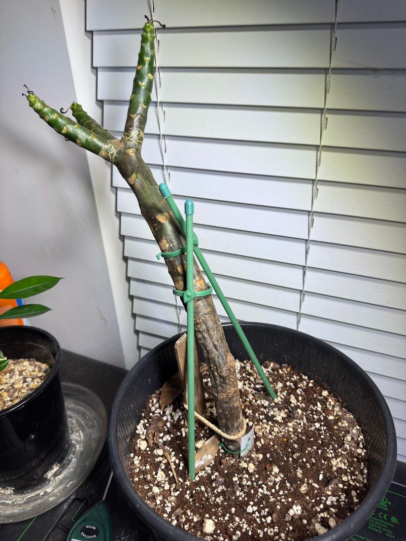 Trim For Storage Only After Leaf Drop