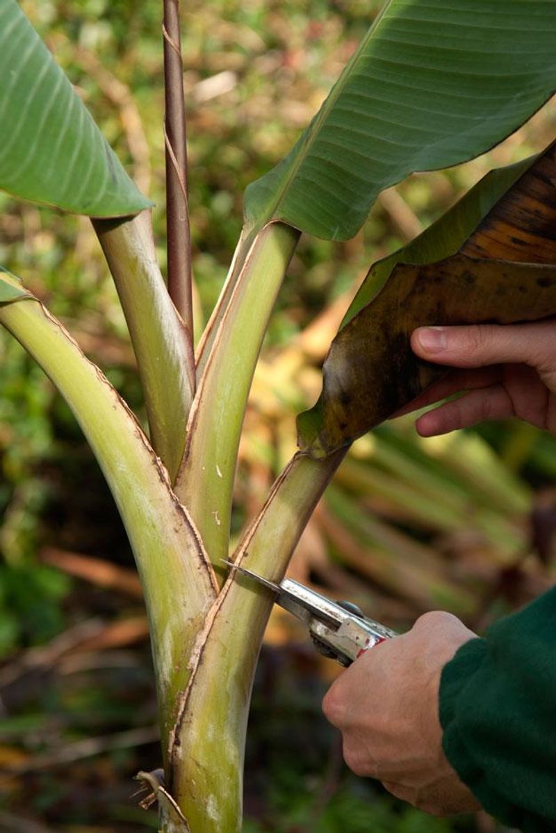 Trim Frost-Blackened Banana Leaves With a Sloping Cut