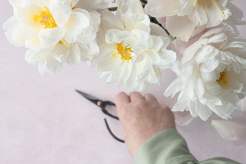 Trim Herbaceous Peony Stems Close To The Soil