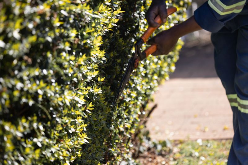 Trim Low Shrubs Back From Walls And Walkways Trim Low Shrubs Back From Walls And Walkways