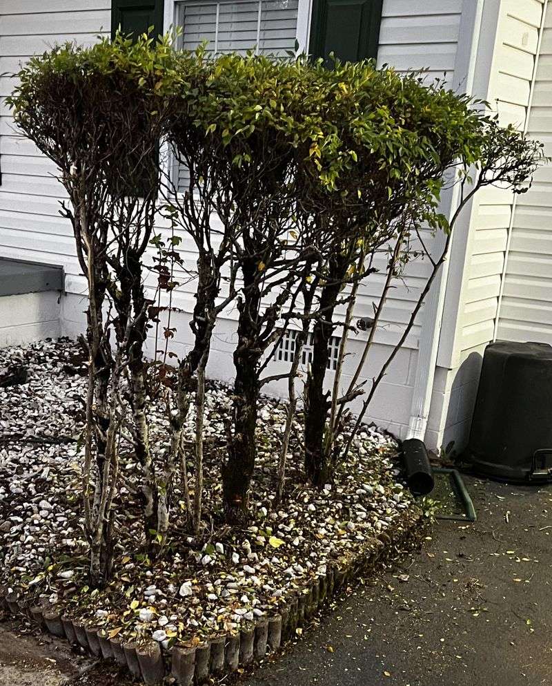 Trim Shrub Skirts Off The Ground