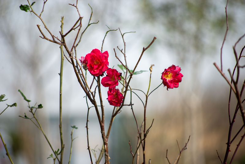 Trim Tall Rose Canes So Winter Winds Can't Whip Them Trim Tall Rose Canes So Winter Winds Can't Whip Them