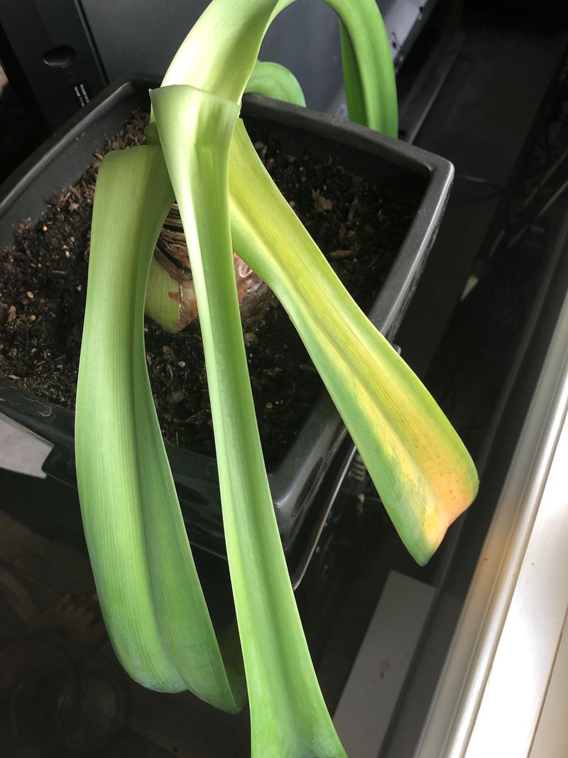 Trim The Leaves Away After They Yellow And Wither