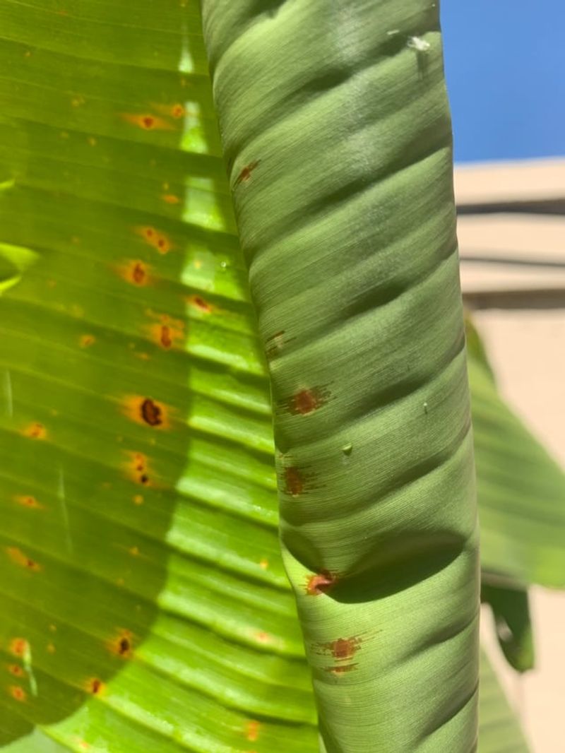 Trim The Spotted Leaves Away Trim The Spotted Leaves Away