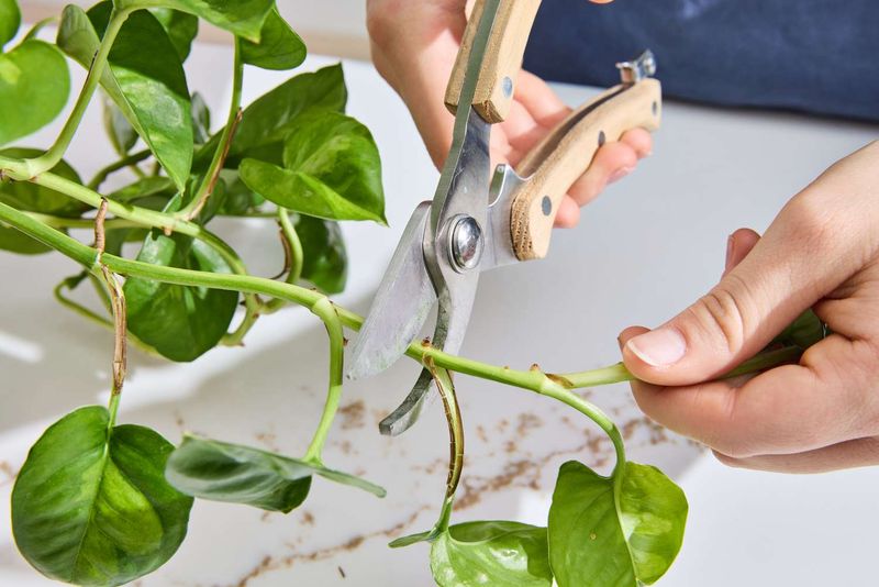 Trim Tired Vines To Spark New Growth