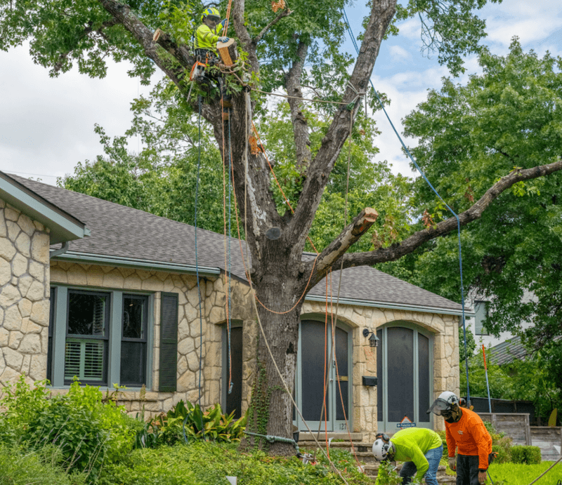 Trim Trees The Smart Way Trim Trees The Smart Way