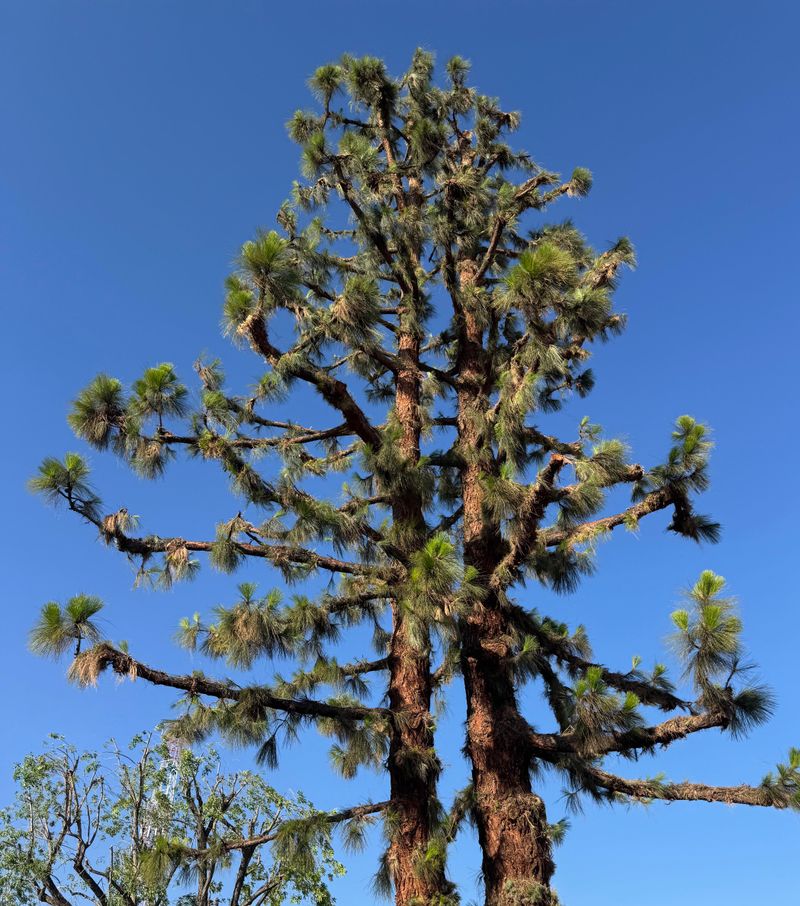 Trim Weak Branches Before Peak Season Trim Weak Branches Before Peak Season