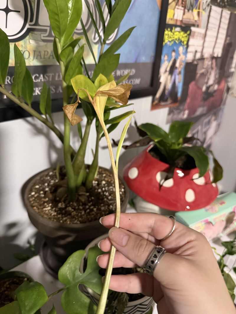 Trim Yellow Stems At The Base