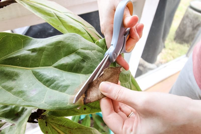 Trim the brown tips, then watch for new growth