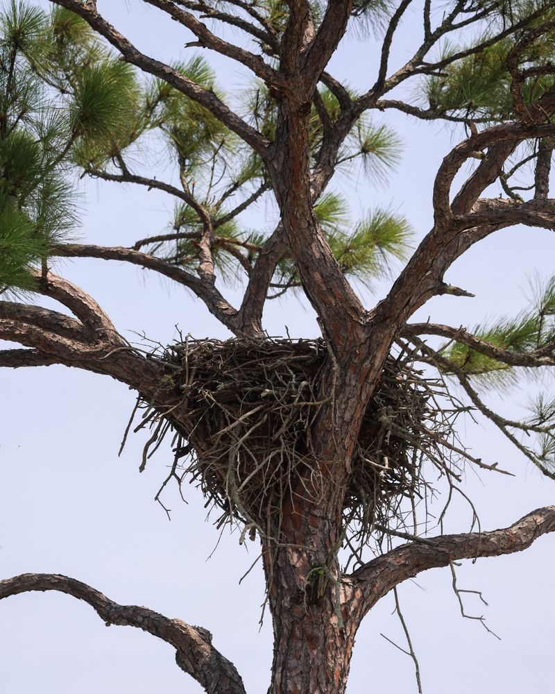 Trimming Or Removing A Nest Tree May Require Federal Permission Trimming Or Removing A Nest Tree May Require Federal Permission