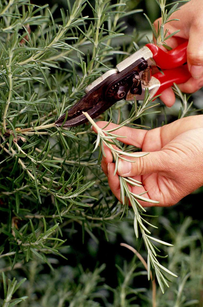 Trimming Tricks For Bushier Rosemary