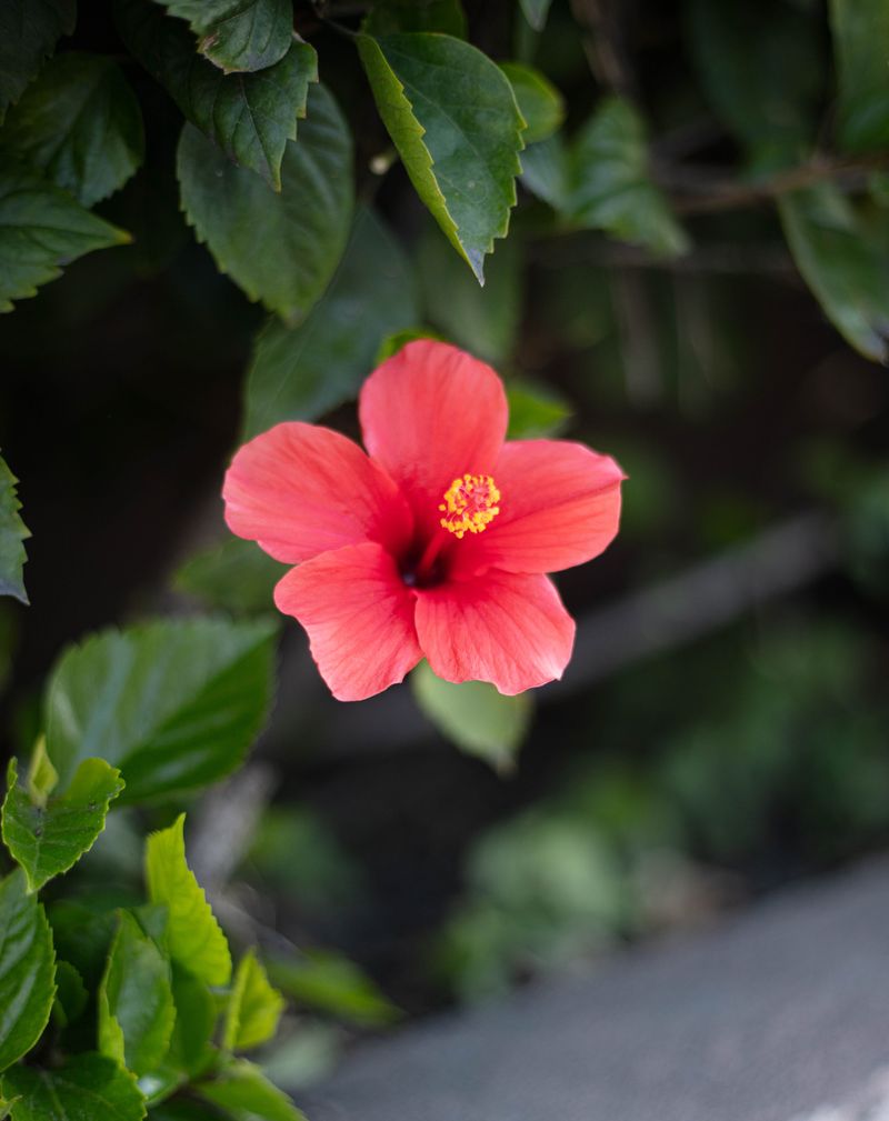 Tropical Hibiscus Tropical Hibiscus