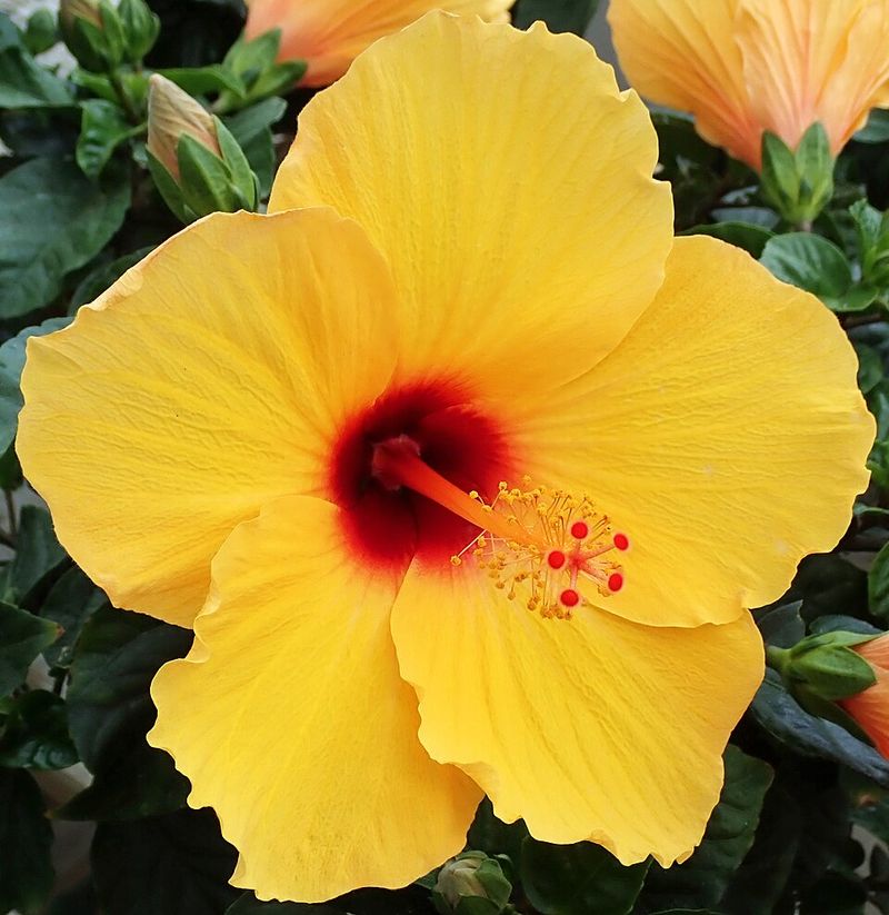 Tropical Hibiscus