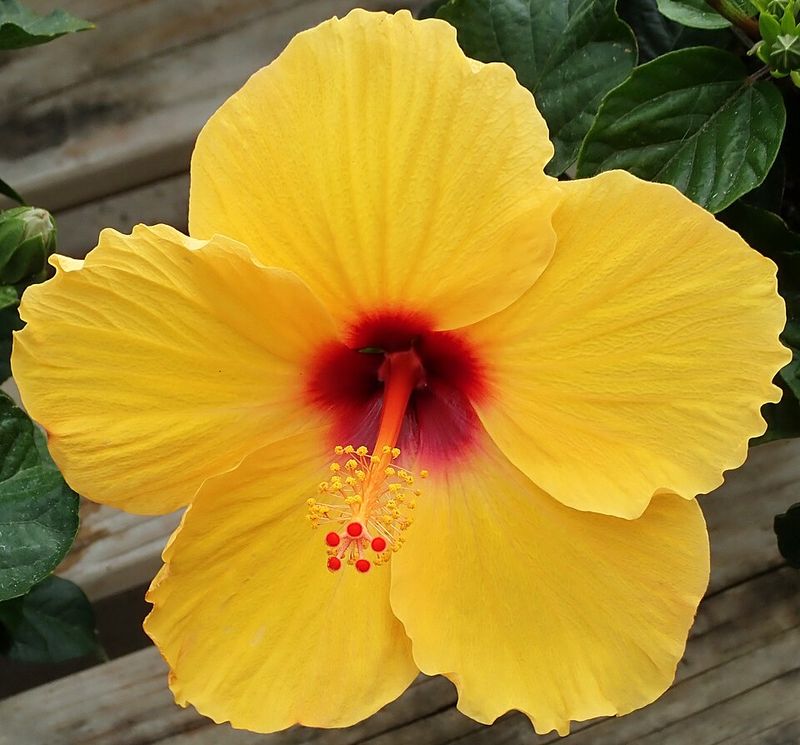 Tropical Hibiscus Tropical Hibiscus