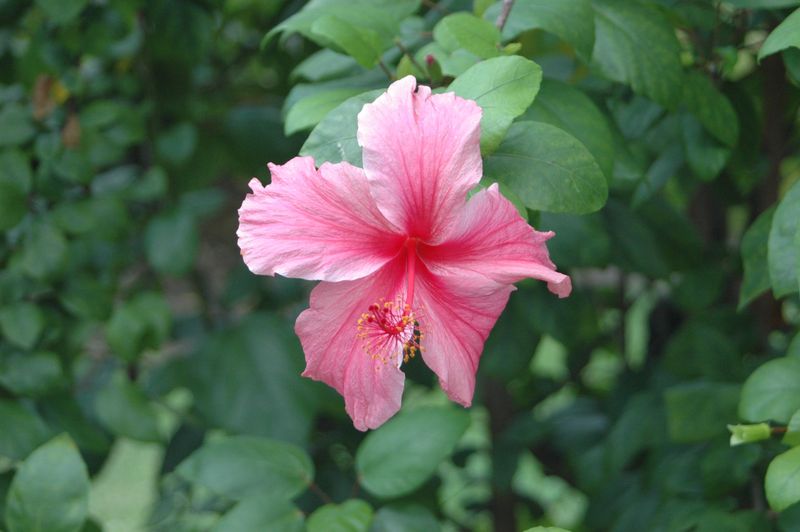 Tropical Hibiscus And Bougainvillea Hate The Cold
