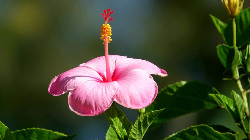 Tropical Hibiscus And Its Winter Adjustment