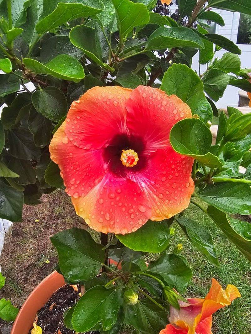 Tropical Hibiscus Blooms Big And Shivers Fast Tropical Hibiscus Blooms Big And Shivers Fast