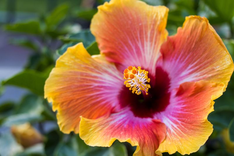 Tropical Hibiscus Delivers Bold Color