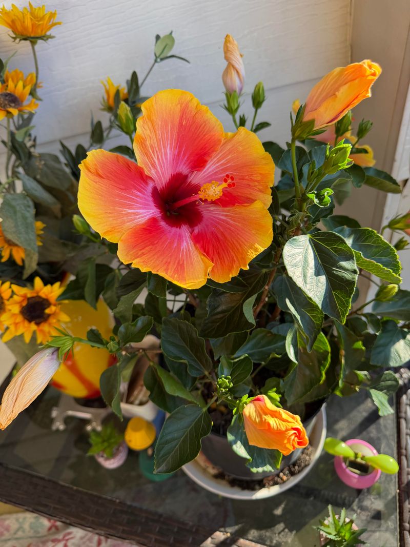 Tropical Hibiscus Needs Protection From Freezing Temperatures Tropical Hibiscus Needs Protection From Freezing Temperatures