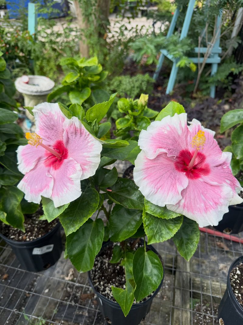 Tropical Hibiscus Slows Down In The Cold