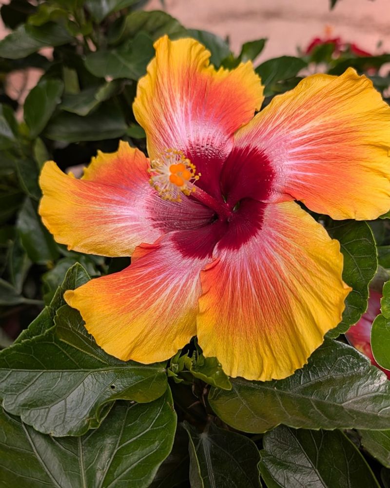 Tropical Hibiscus Tropical Hibiscus
