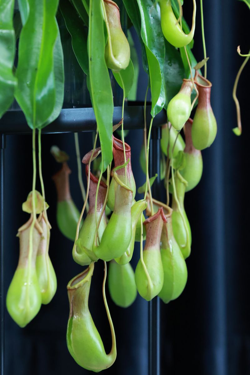 Tropical Pitcher Plant Dangles Jungle Lanterns Tropical Pitcher Plant Dangles Jungle Lanterns