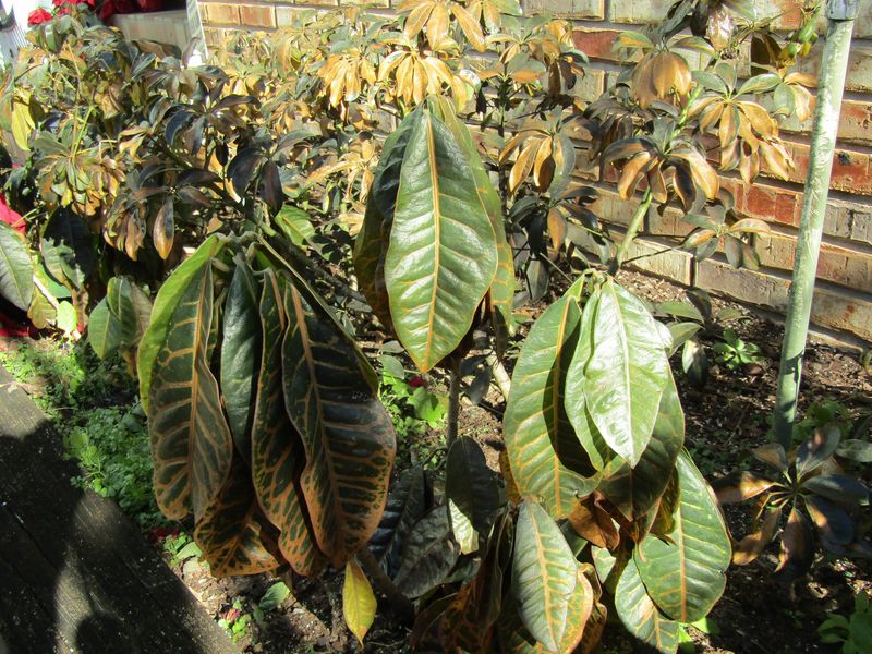 Tropical Plants Can Be Hurt Without Any Frost Tropical Plants Can Be Hurt Without Any Frost