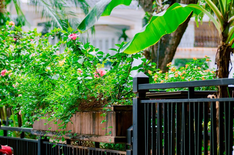 Tropical Plants Dislike Temperatures Below Fifty Tropical Plants Dislike Temperatures Below Fifty