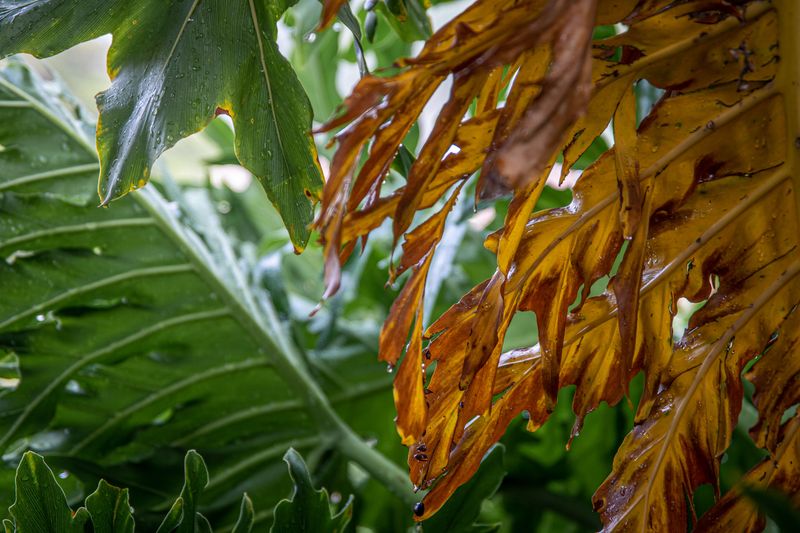 Tropical Plants Show Stress Below 55 Degrees Tropical Plants Show Stress Below 55 Degrees