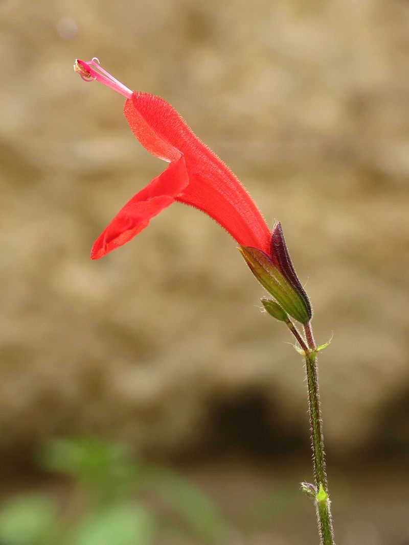 Tropical Sage Tropical Sage