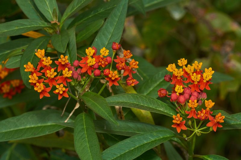 Tropical Varieties Can Stay Green Long After Native Types Go Dormant
