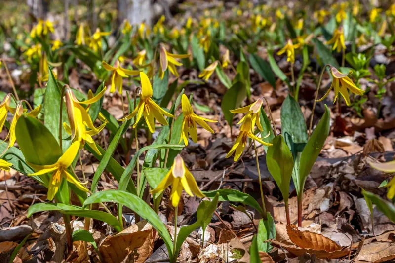 Trout Lily Brings Woodland Charm Trout Lily Brings Woodland Charm