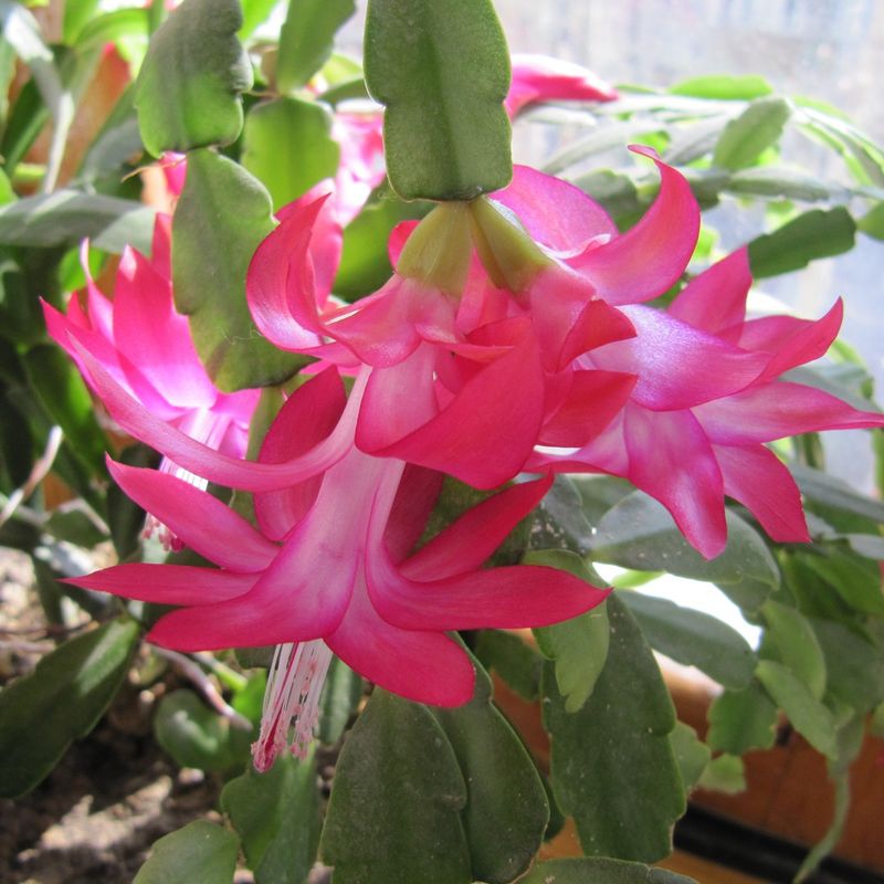 True Christmas Cactus Has Smooth Rounded Scallops Instead True Christmas Cactus Has Smooth Rounded Scallops Instead