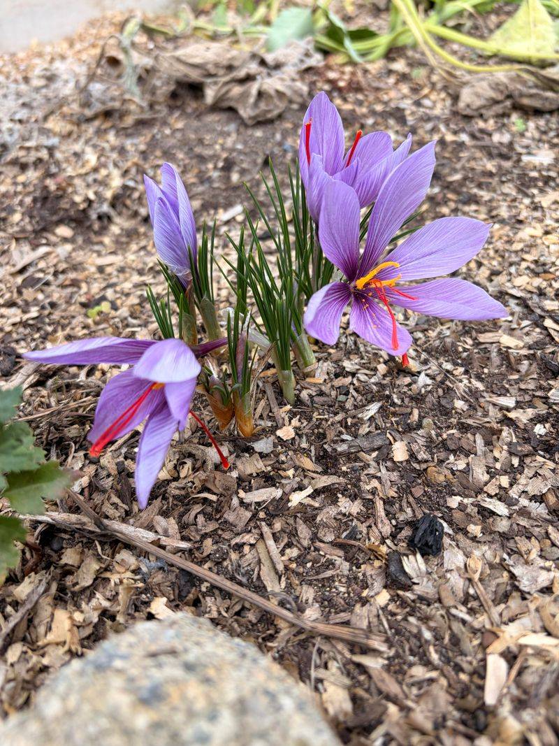 True Fall-Blooming Crocuses Offer A Second Option