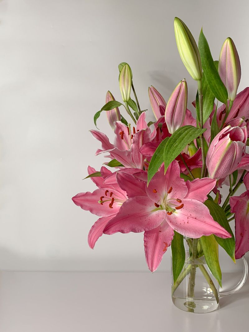 True Lilies Are Extremely Toxic To Cats True Lilies Are Extremely Toxic To Cats