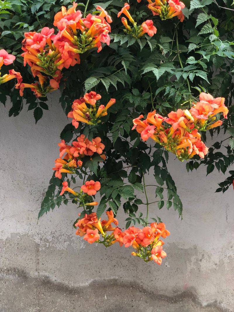 Trumpet Creeper