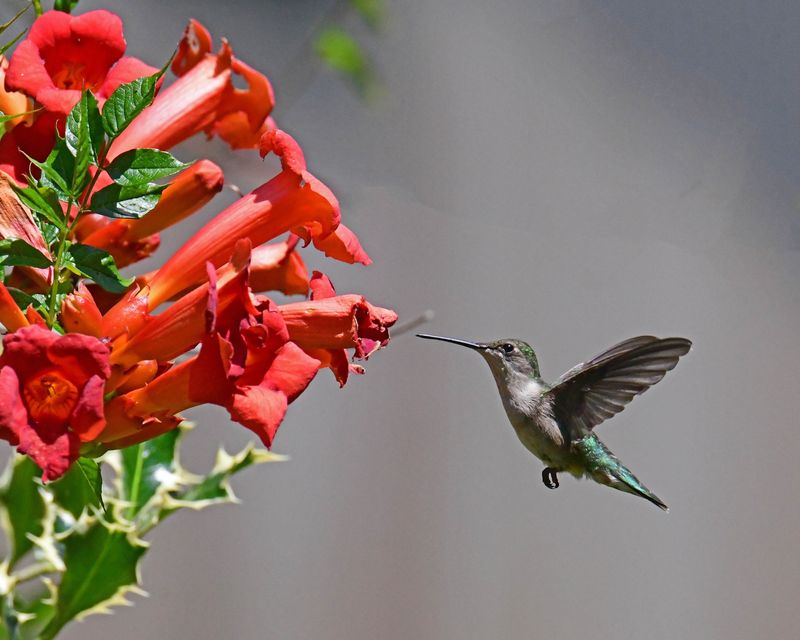 Trumpet Creeper Calls In The Hummingbirds Trumpet Creeper Calls In The Hummingbirds