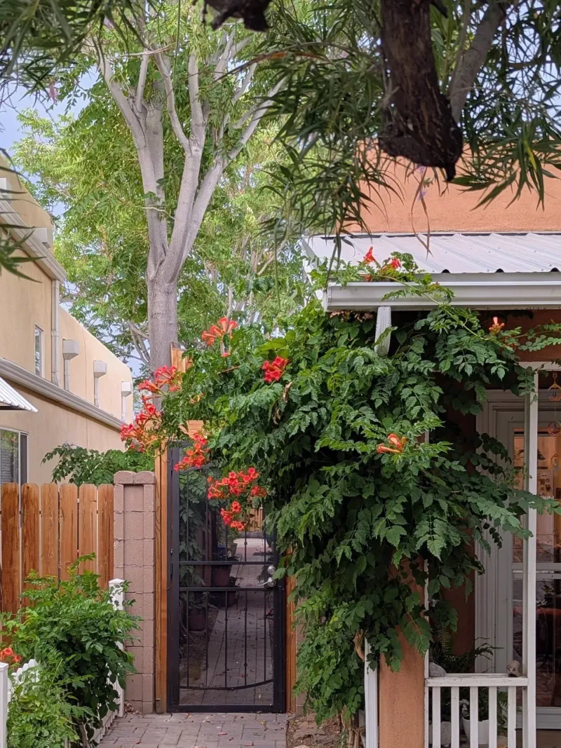 Trumpet Creeper, The Speedy Summer Showoff