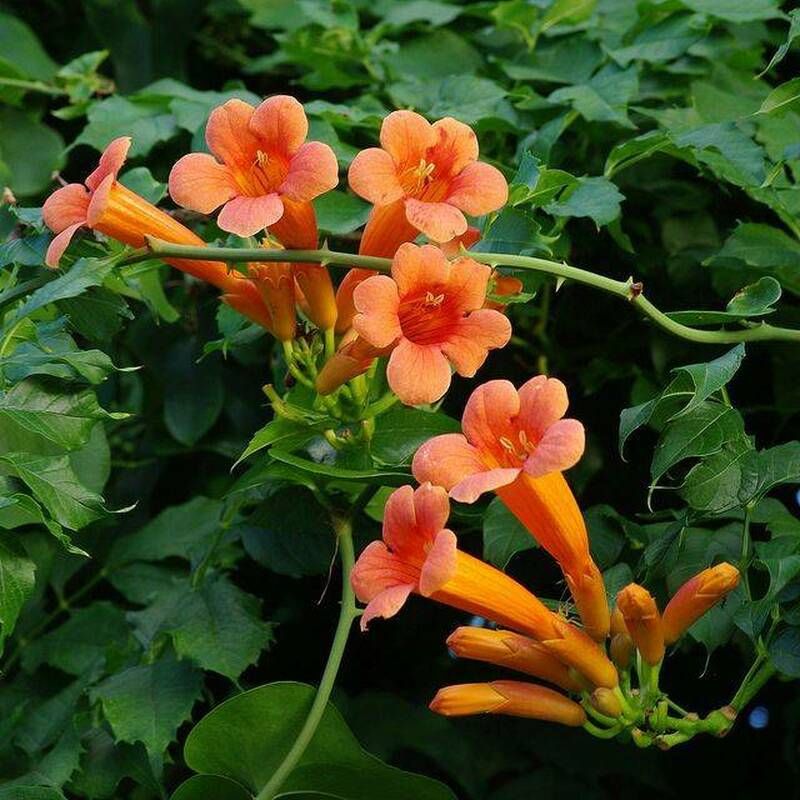 Trumpet Creeper
