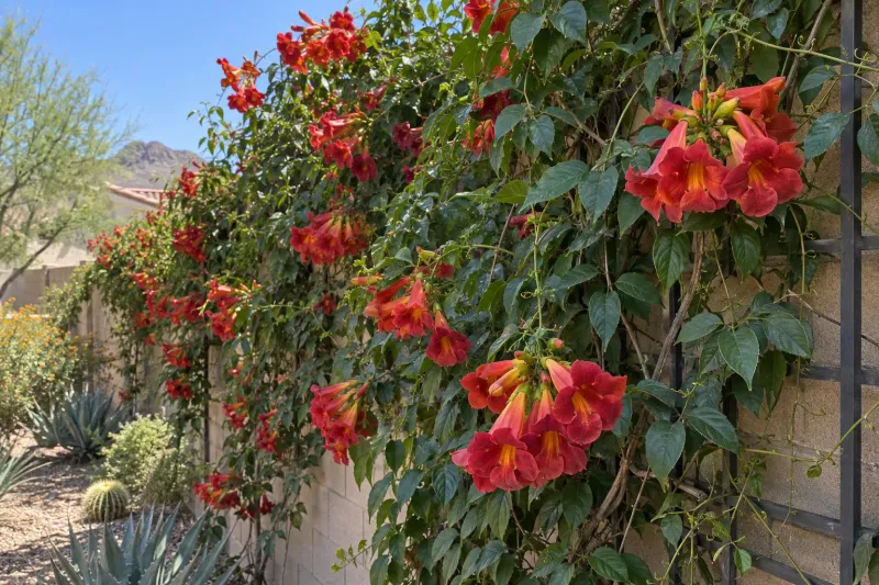 Trumpet Creeper