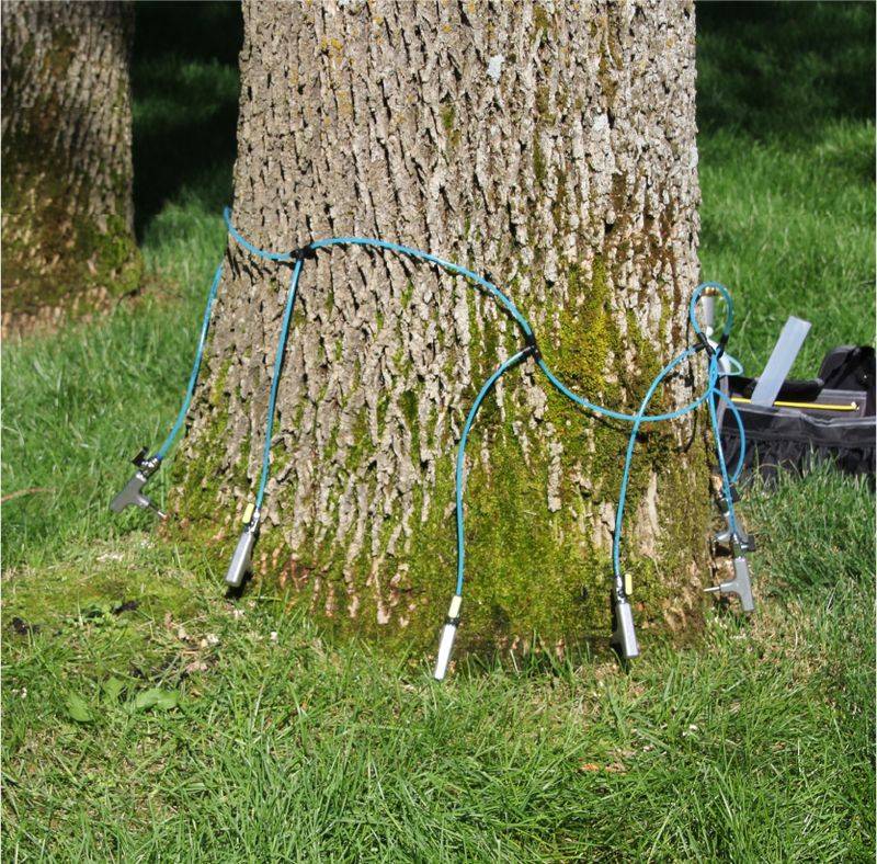 Trunk Injections Can Still Save A Healthy Ash Tree Trunk Injections Can Still Save A Healthy Ash Tree