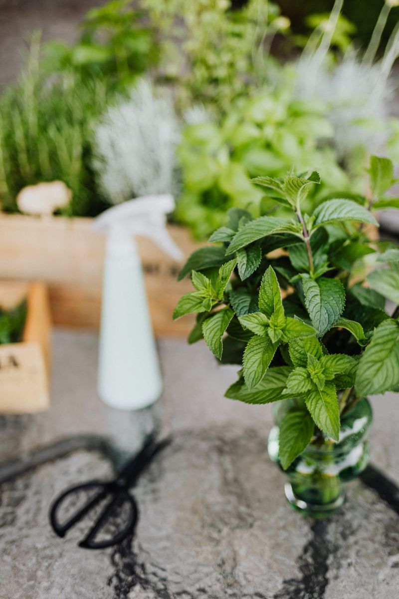 Try A Homemade Mint Spray Try A Homemade Mint Spray