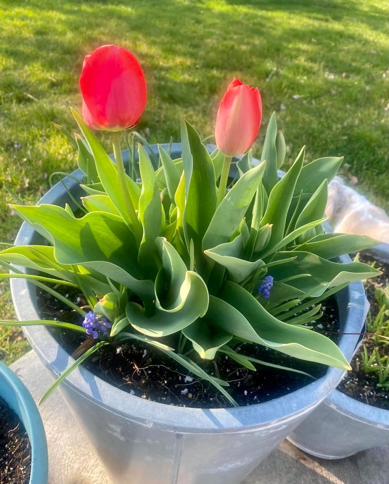 Try Pots For An Easy Spring Show