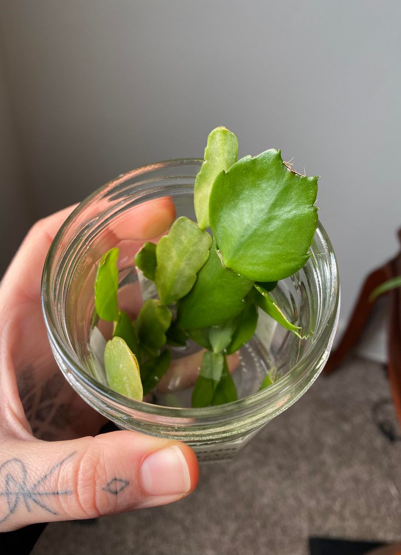Try Rooting In Water As An Alternative Try Rooting In Water As An Alternative