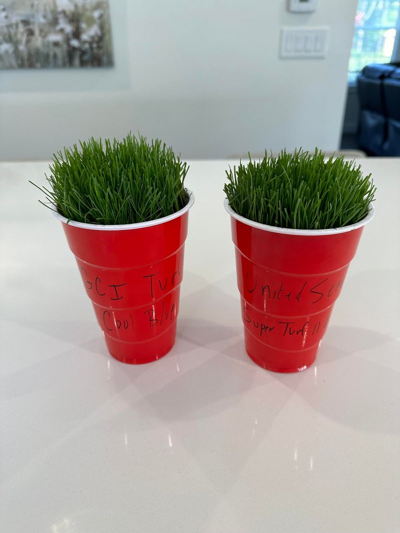 Try The Seed Test Before You Replant Try The Seed Test Before You Replant