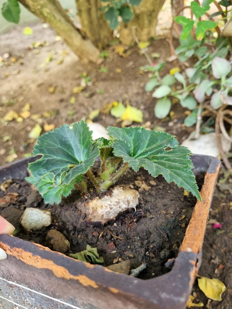 Tuberous Begonias From Shady Beds Tuberous Begonias From Shady Beds
